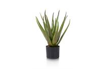 Coco Maison Aloe plant H50cm 